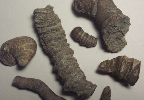 horn coral fossil